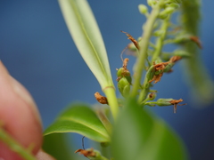 Veronica stricta stricta