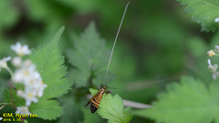 Nemophora staudingerella