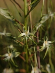 Habenaria nyikana