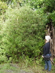 Veronica stricta stricta