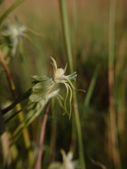 Habenaria nyikana