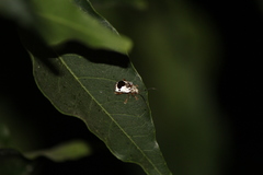 Acrocyum dorsalis