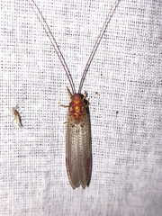 Italochrysa uchidae