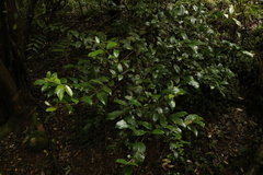 Atherospermataceae