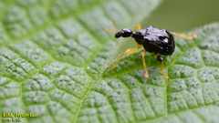 Phymatapoderus flavimanus