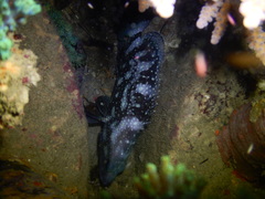 Epinephelus coeruleopunctatus
