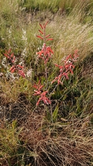 Aloe transvaalensis