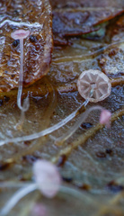 Mycena smithiana