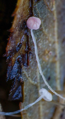 Mycena smithiana