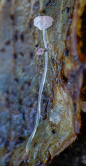 Mycena smithiana