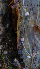 Mycena smithiana