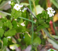 Calepina irregularis