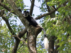 Colobus guereza matschiei