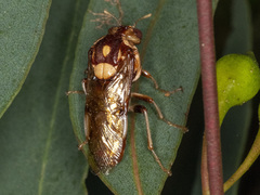 Pergagrapta polita