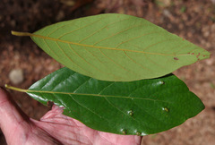 Litsea leefeana