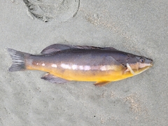 Odax pullus