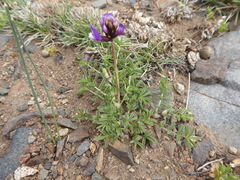 Astragalus cruckshanksii