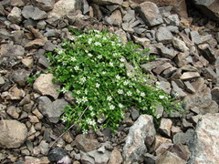 Arenaria rotundifolia