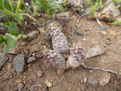 Austrocactus longicarpus