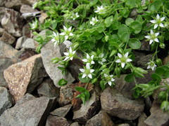Arenaria rotundifolia