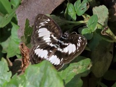 Euptera elabontas