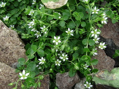 Arenaria rotundifolia