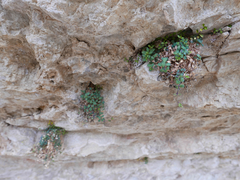 Arenaria suffruticosa