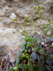 Arenaria suffruticosa