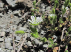 Cerastium brachypetalum
