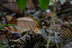 Ptyas mucosa