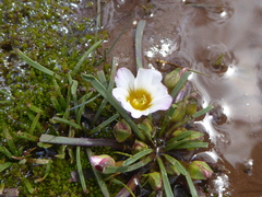Calandrinia affinis