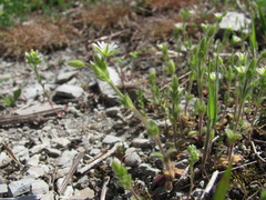 Cerastium brachypetalum