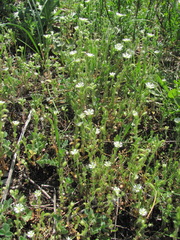 Cerastium brachypetalum