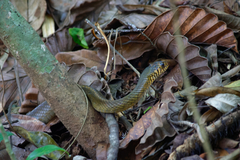 Ptyas mucosa