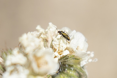 Plagiognathus moerens