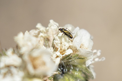 Plagiognathus moerens