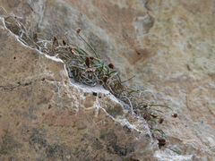 Asplenium celtibericum