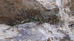 Asplenium celtibericum