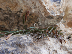 Asplenium celtibericum
