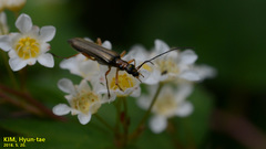 Oedemera amurensis