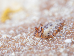 Pseudobiceros damawan