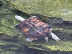 Mauremys mutica