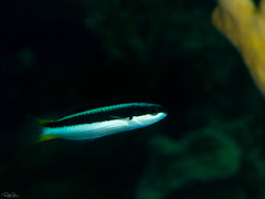 Thalassoma amblycephalus