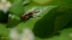 Paratlanticus ussuriensis