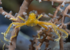 Achaeus japonicus