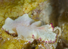 Pseudoceros laingensis