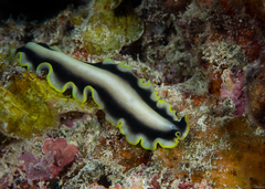 Pseudoceros paralaticlavus