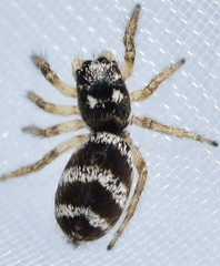 Salticus propinquus