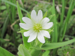 Cerastium nemorale