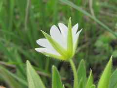 Cerastium nemorale